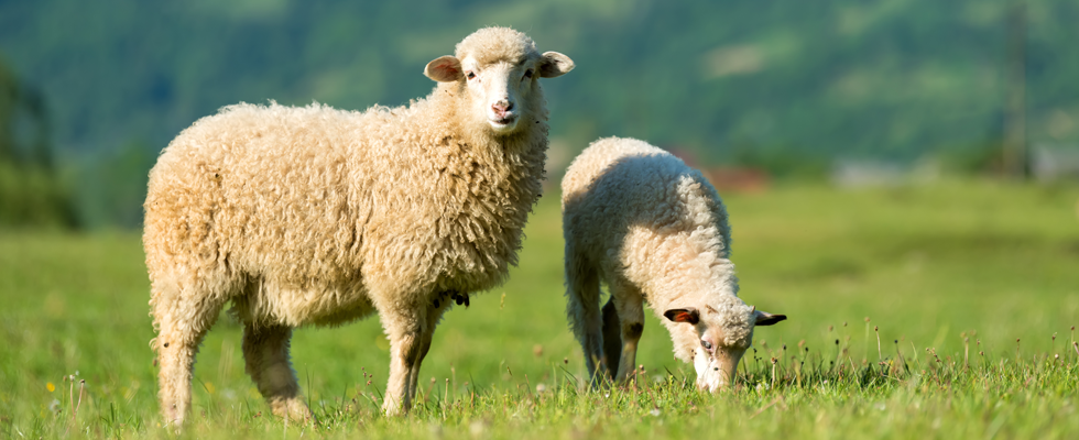 Schafe halten: Acht Tipps, wie es mit dem eigenen Stall klappt