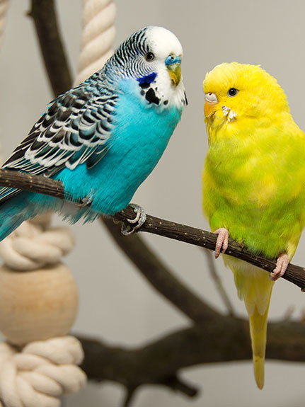 Einzel- oder Paarhaltung: Wie halte ich meine Ziervögel am besten zu Hause?
