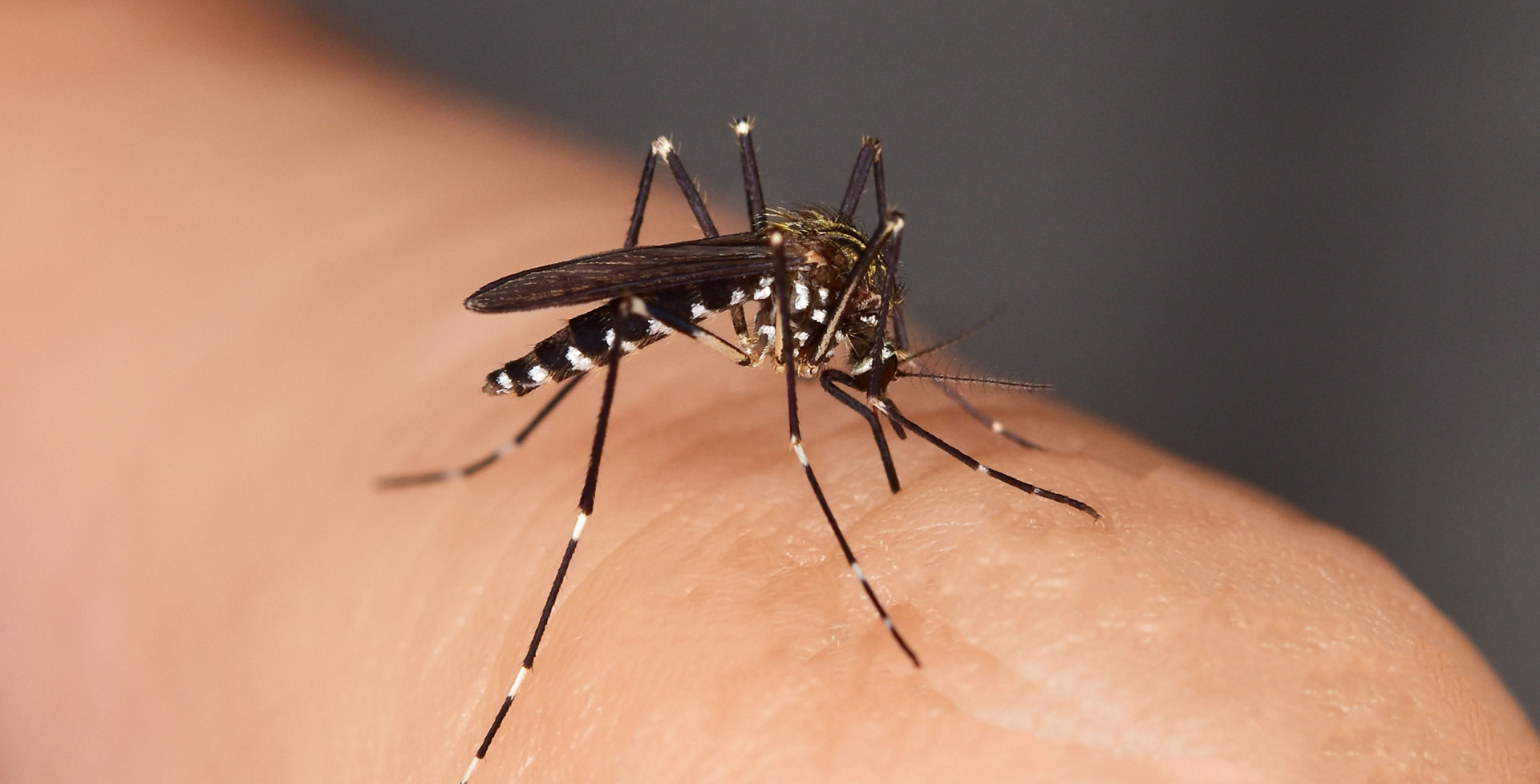 Was tun gegen Stechmücken im Garten?