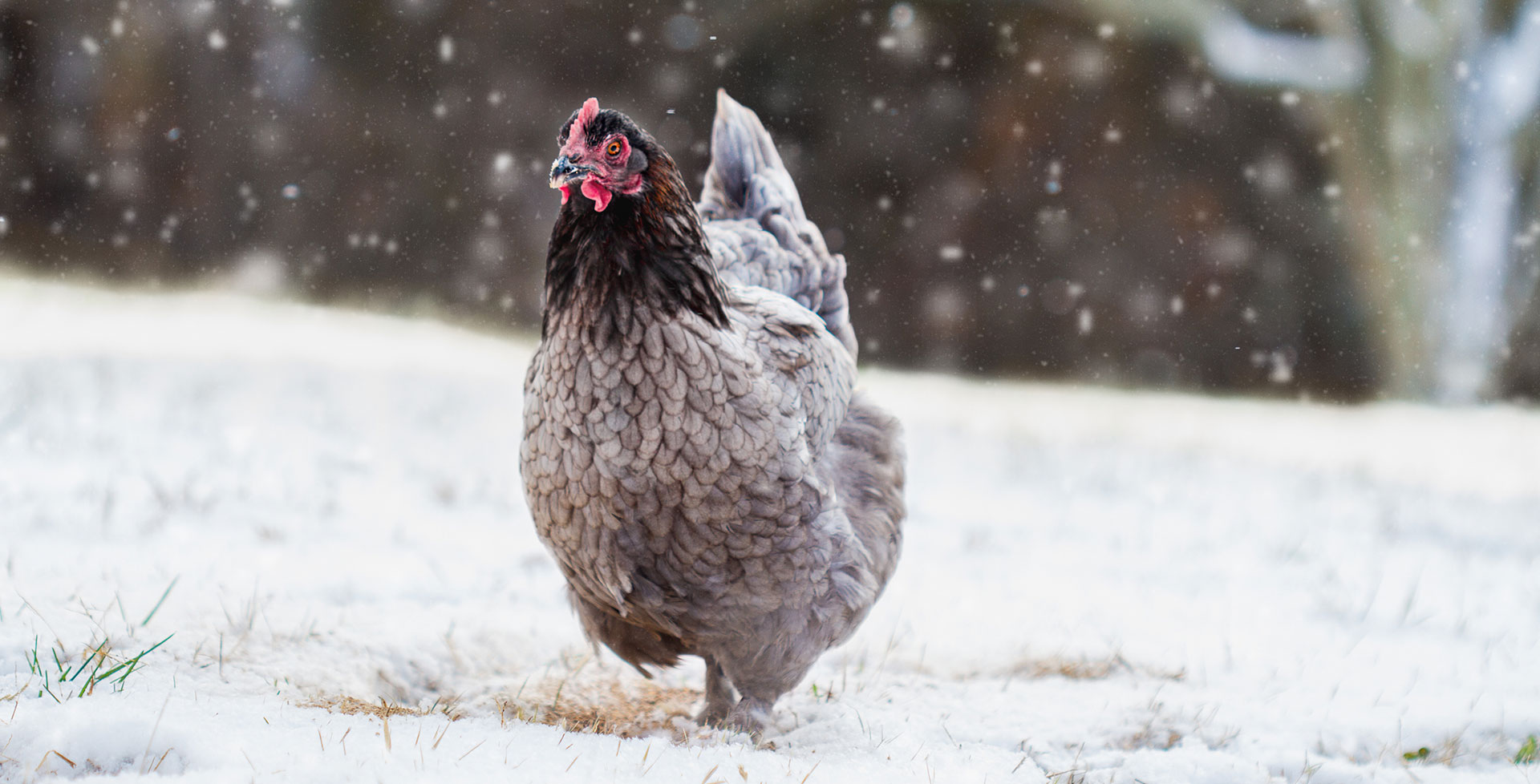 Hühner und die kalte Jahreszeit