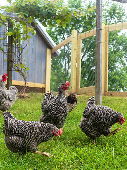 Das sind die fünf beliebtesten Hühnerrassen für Hobbyhalter