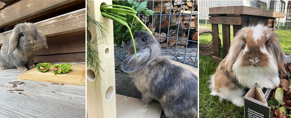 DIY-Spielzeug für Kaninchen 