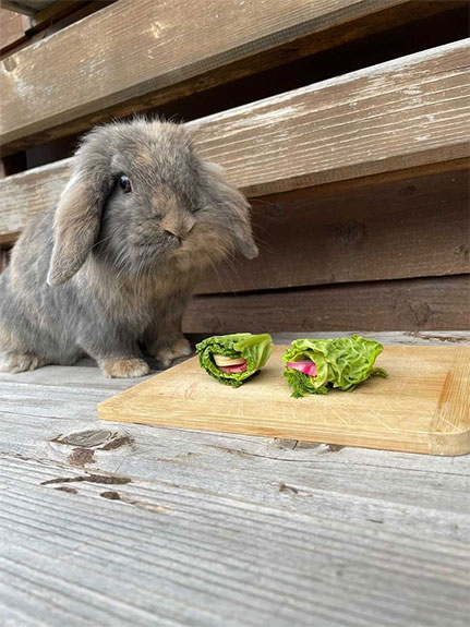 DIY-Spielzeug für Kaninchen 