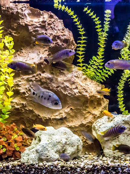 Streifenfreies Aquarium: So wird das Fisch-Häuschen blitzeblank