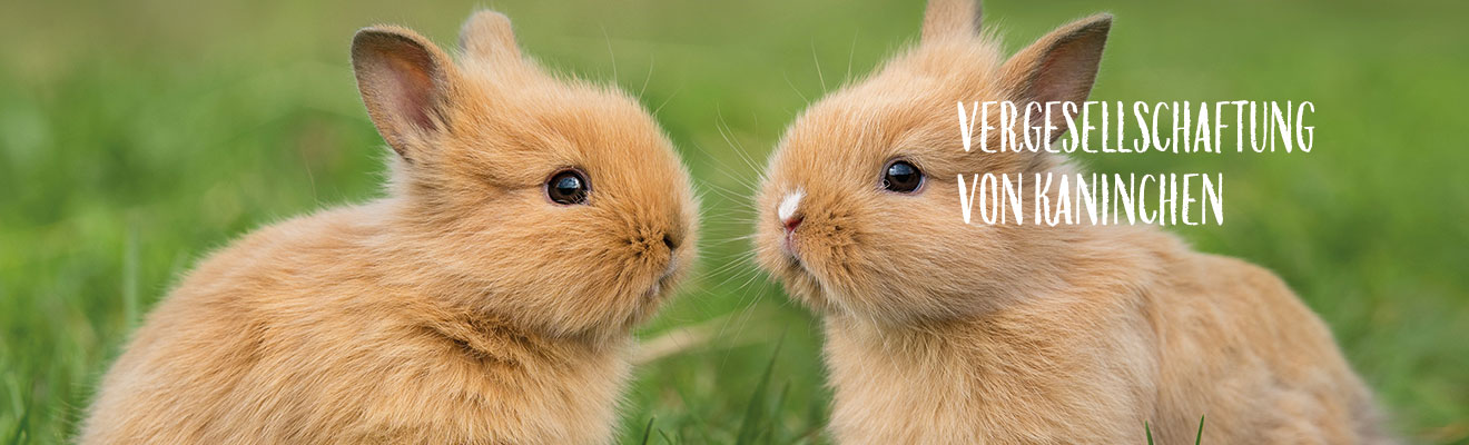 Vergesellschaftung von Kaninchen