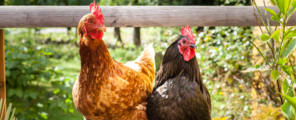 Hobby-Farming: 5 Tipps, wie es mit dem eigenen Hühnerstall funktioniert