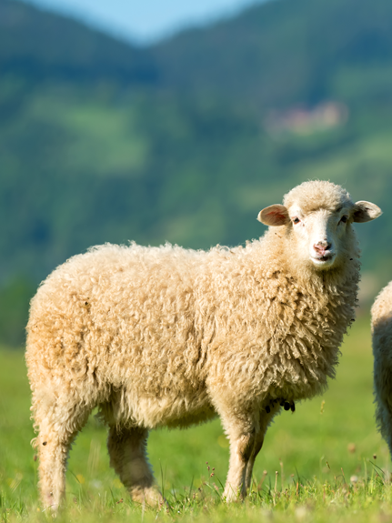 Schafe halten: Acht Tipps, wie es mit dem eigenen Stall klappt