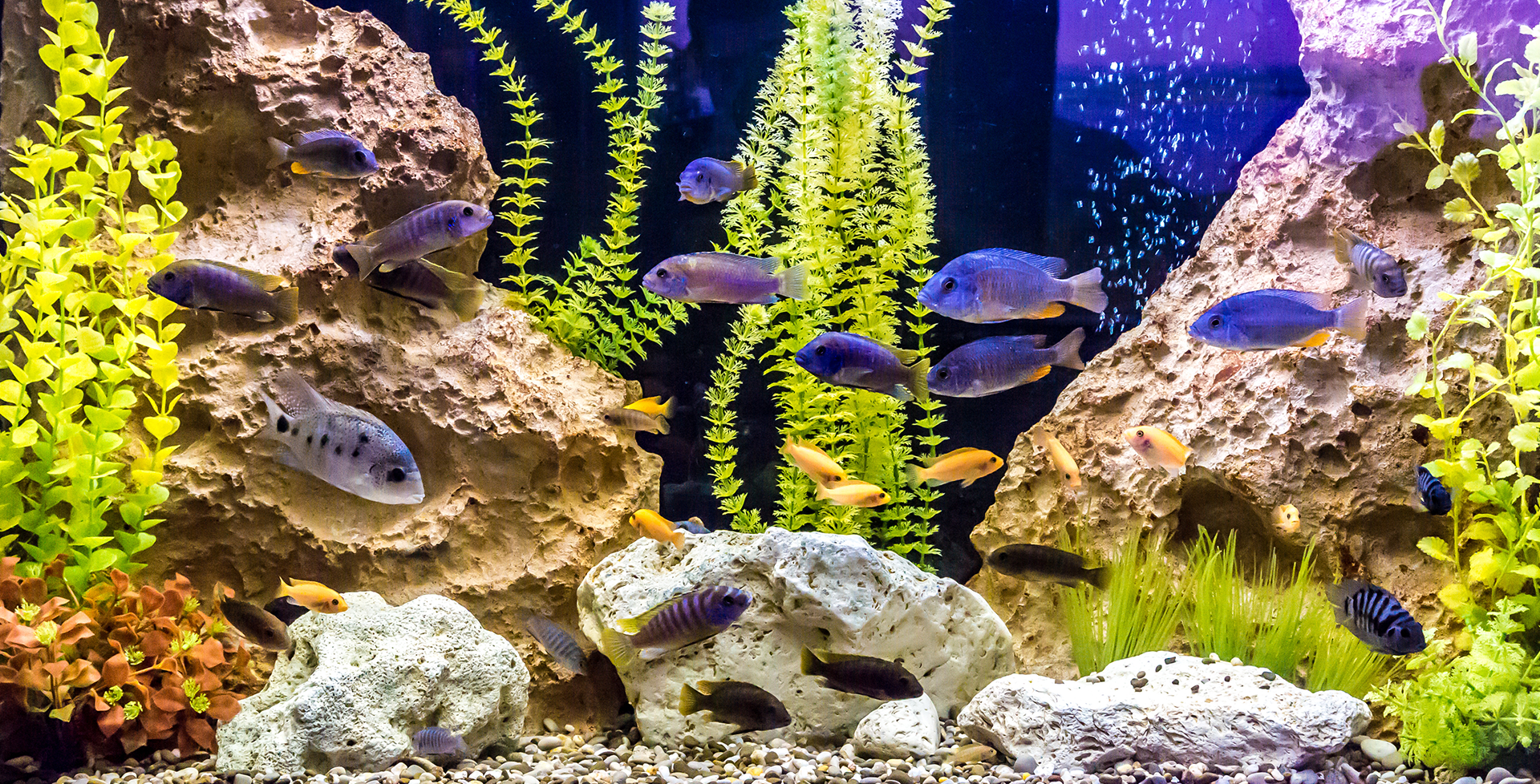 Streifenfreies Aquarium: So wird das Fisch-Häuschen blitzeblank