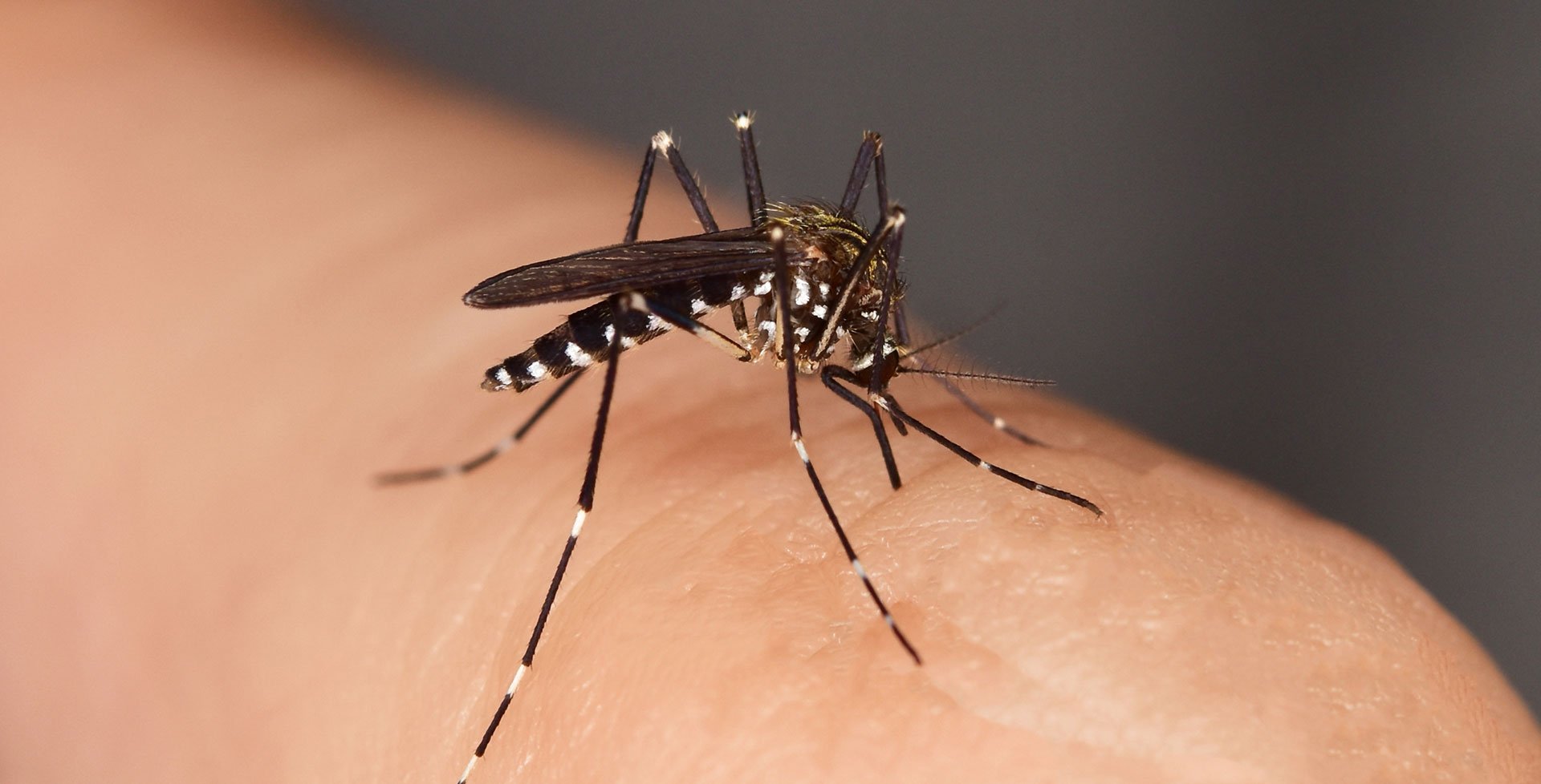 5 Tipps gegen Mücken im Haus