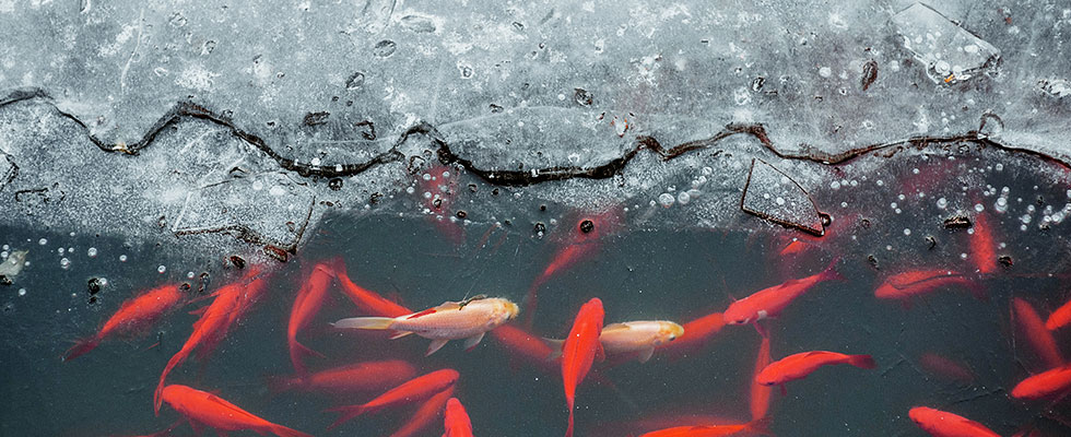Gartenteich im Winter: Wie können Fische überwintern?