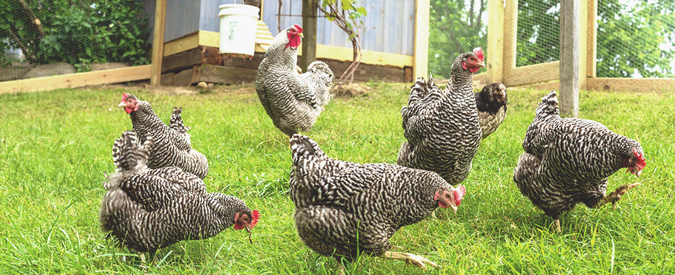 Das sind die fünf beliebtesten Hühnerrassen für Hobbyhalter