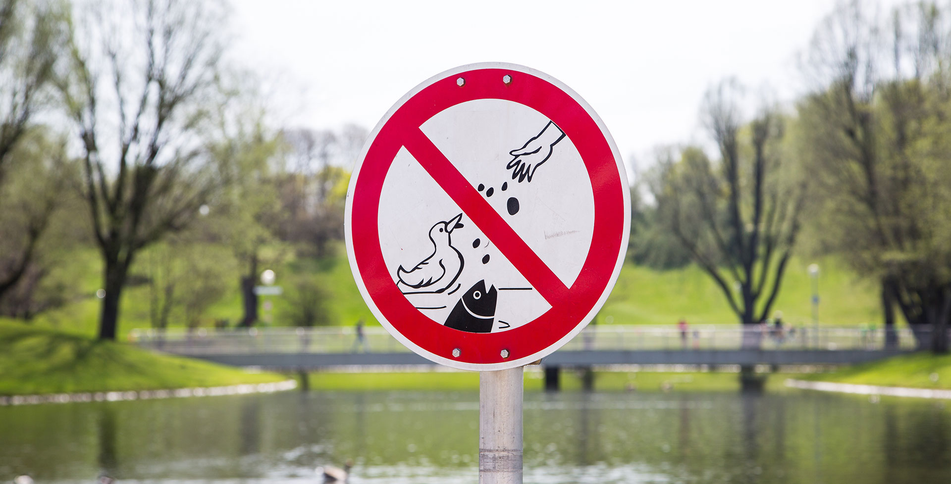 Füttern verboten: Warum man Enten mit Brot schaden kann