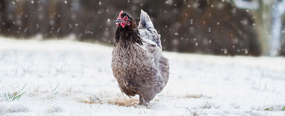 Hühner und die kalte Jahreszeit