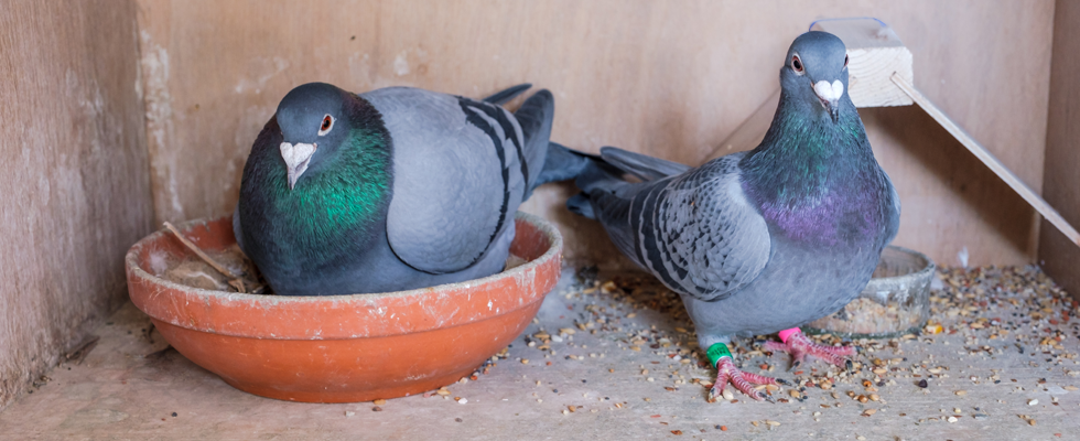 Tauben füttern: Das muss beachtet werden!