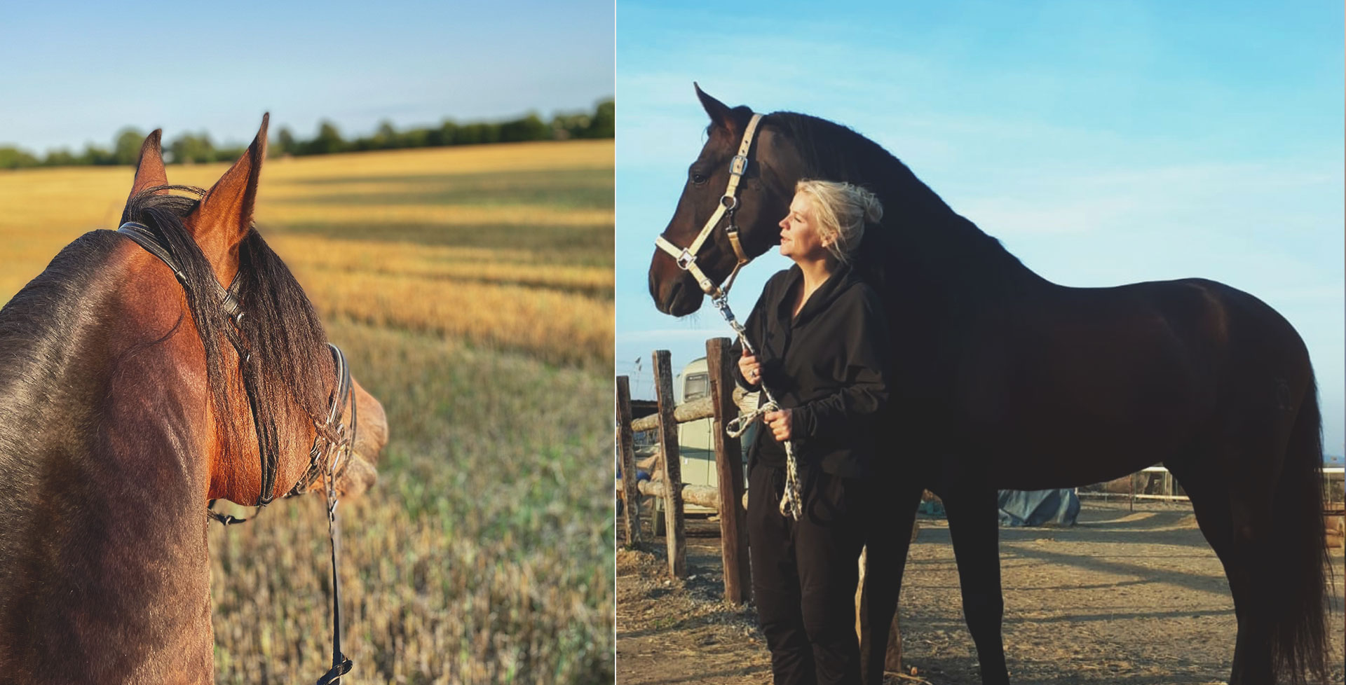 Pferdetalk mit Charlotte Karlinder: Pflege von PRE-Pferden in Deutschland