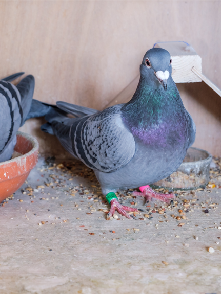 Tauben füttern: Das muss beachtet werden!