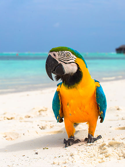 Urlaubsreif: Wie finde ich die beste Betreuung für meine Ziervögel?